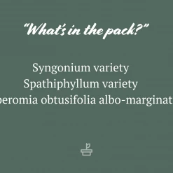 Indoor Garden Assorted Indoor Plants Pack - Larger Plants