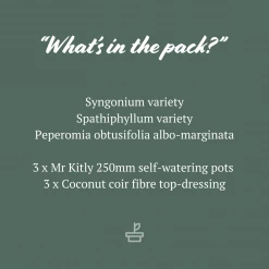 Indoor Garden Plant Packs Mr Kitly 3 Plants & 3 Pots - 250mm