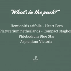 Indoor Garden Fern Mixed Pack