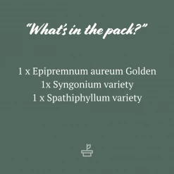 Indoor Garden The Plant Killers Pack - 85mm Plant Packs