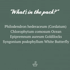 Indoor Garden Easy Care Plants The Water Propagation Box 17 Indoor Garden Easy Care Plants The Water Propagation Box