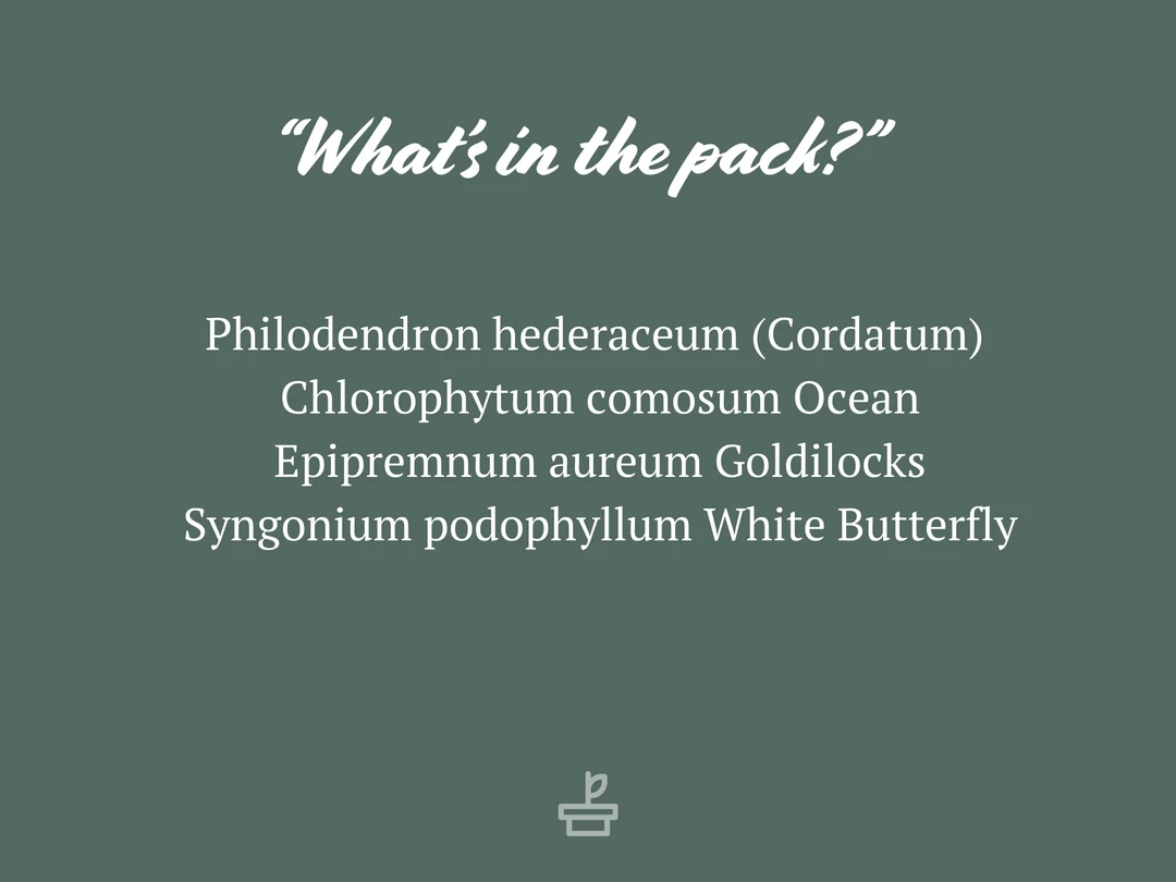 Indoor Garden Easy Care Plants The Water Propagation Box 8 Indoor Garden Easy Care Plants The Water Propagation Box