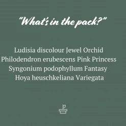 Indoor Garden The Houseplant 💫 Wishlist Box Air Purifying