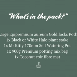 Pot + Plant Gift Box The Housewarming Gift Box