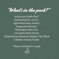 Indoor Garden Easy Care Plants Dark Matters Low Light Indoor Plant Pack