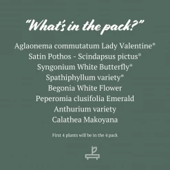 Indoor Garden Air Purifier Houseplant Pack 🌱 Air Purifying