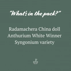 Indoor Garden Air Purifying Air Purifier Houseplant Pack - Larger Sized Plants