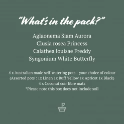 Indoor Garden Easy Care Plants Mr Kitly 4 Houseplants & 4 Pots