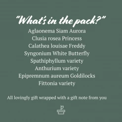 Indoor Garden Plant Packs A Giftbox Of Houseplants🍃 - Includes Gift Wrapping