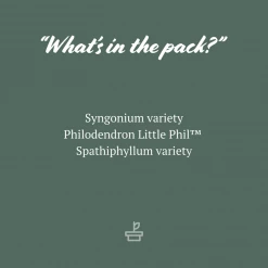 Indoor Garden Dark Matters Low Light Indoor Plant Pack 85mm Easy Care Plants