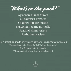 Indoor Garden Mr Kitly 6 Houseplants & 6 Pots