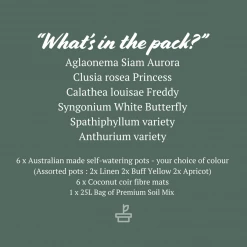 Indoor Garden Easy Care Plants 6 Bundle Box 📦 - Includes Plants, Pots & Soil