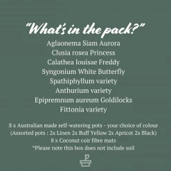 Indoor Garden Mr Kitly 8 Houseplants & 8 Pots