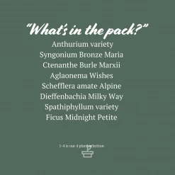 Indoor Garden The Plant Killers Houseplant Pack Easy Care Plants