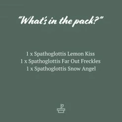 Indoor Garden Assorted Box Of Flowering Orchids 'Spathoglottis' 85mm Border Plants