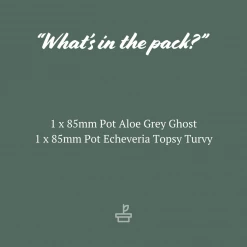 Succulents Plant Packs Assorted Succulent Box - 85mm