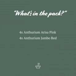 Indoor Garden Anthurium Mixed Pack Easy Care Plants