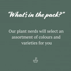 Shrubs Brachyscome Assorted Flower 🌸 Pack