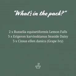 Shrubs Outdoor Assorted Hanging Plants Plant Packs