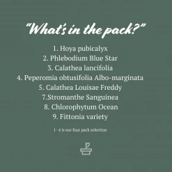 Indoor Garden Pet-Friendly Indoor Plant Pack 🐶