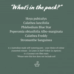 Indoor Garden Pet-friendly Indoor Plants Mr Kitly 6 Houseplants & 6 Pots - Pet-Friendly Edition