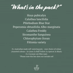 Indoor Garden Mr Kitly 8 Houseplants & 8 Pots - Pet-Friendly Edition Pet-friendly Indoor Plants