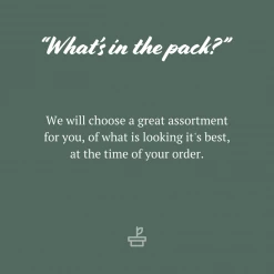 Indoor Garden Fern Mixed Pack 85mm