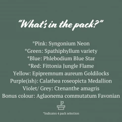 Indoor Garden Air Purifying Rainbow 🌈 Box - Indoor