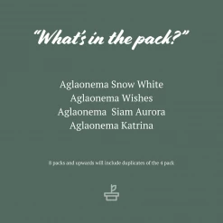 Indoor Garden Aglaonema Mixed Box - The Chinese Evergreen Box