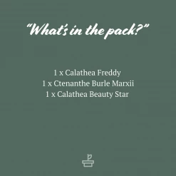 Indoor Garden Calathea And Ctenanthe Houseplant Pack - 85mm