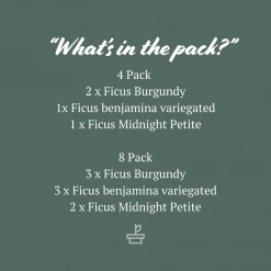 Indoor Garden Assorted Ficus Pack Plant Packs 11 Indoor Garden Assorted Ficus Pack Plant Packs