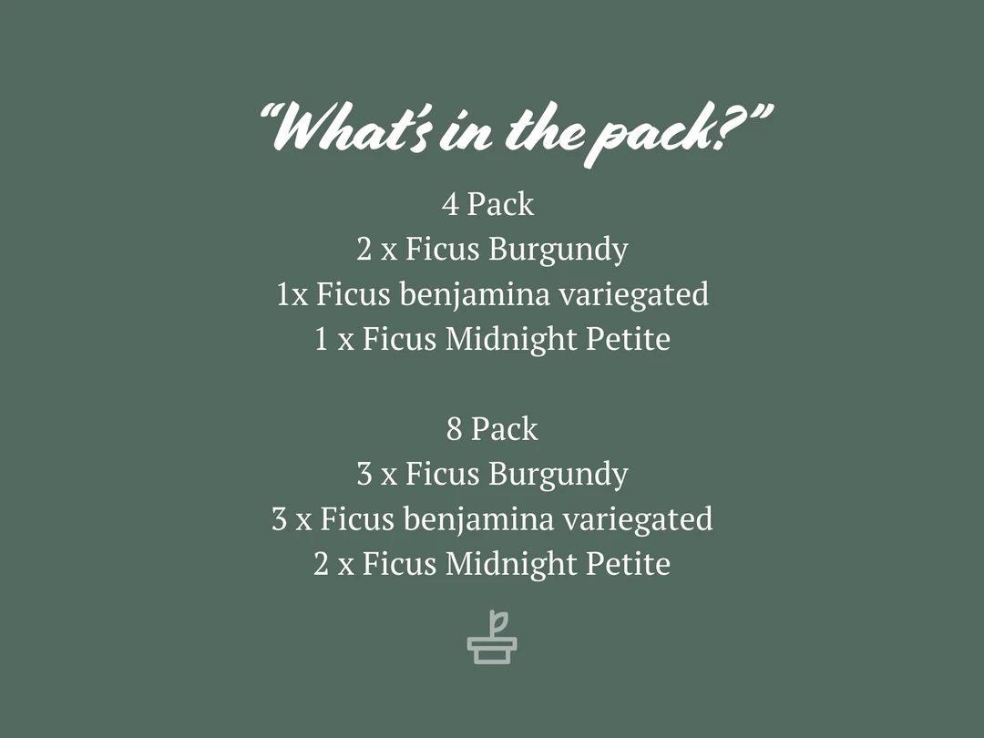 Indoor Garden Assorted Ficus Pack Plant Packs 5 Indoor Garden Assorted Ficus Pack Plant Packs