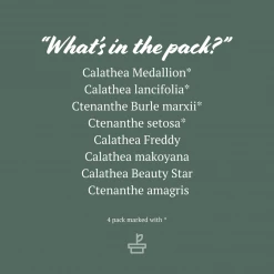 Indoor Garden Calathea And Ctenanthe Houseplant Pack