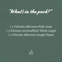 Indoor Garden Plant Packs Assorted Box Of Nerve Plants - Fittonia 85mm