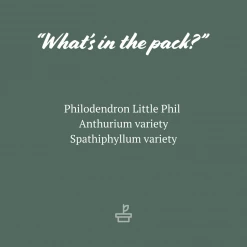 Indoor Garden Plant Packs The Office Indoor Plant Box - 85mm