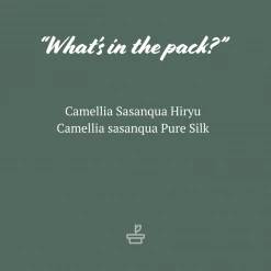 Hedge Shrubs Camellia Assorted Pack