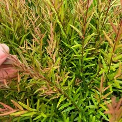 Shrubs Hedging Plants Austromyrtus Dulcis Copper Tops Native Hedging Pack