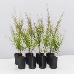 Shrubs Hedging Plants Austromyrtus Dulcis Copper Tops Native Hedging Pack