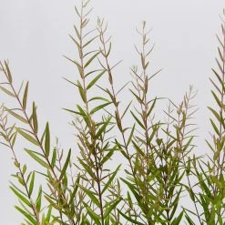 Shrubs Hedging Plants Austromyrtus Dulcis Copper Tops Native Hedging Pack