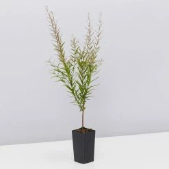 Shrubs Drought Tolerant Plant Pack