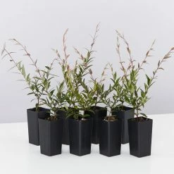 Shrubs Austromyrtus Dulcis Hedging Plants