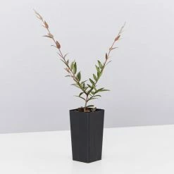 Shrubs Austromyrtus Dulcis Hedging Plants