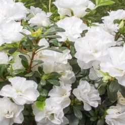 Shrubs Azalea Indica White Bouquet