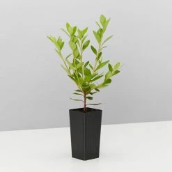 Shrubs Azalea Kurume Kirin