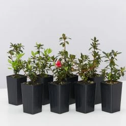 Shrubs Azalea Kurume 'Christmas Cheer'