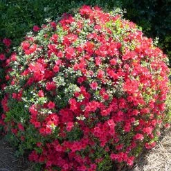 Shrubs Azalea Kurume 'Christmas Cheer'
