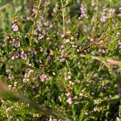 Shrubs Thryptomene Saxicola F.C. Payne