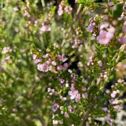 Shrubs Thryptomene Saxicola F.C. Payne