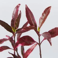Shrubs Barleria Obtusa 'Purple Gem'
