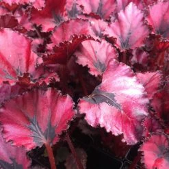 Indoor Garden Border Plants Begonia Rex Red Robin